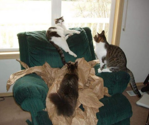 CK, Sissee & Tiki