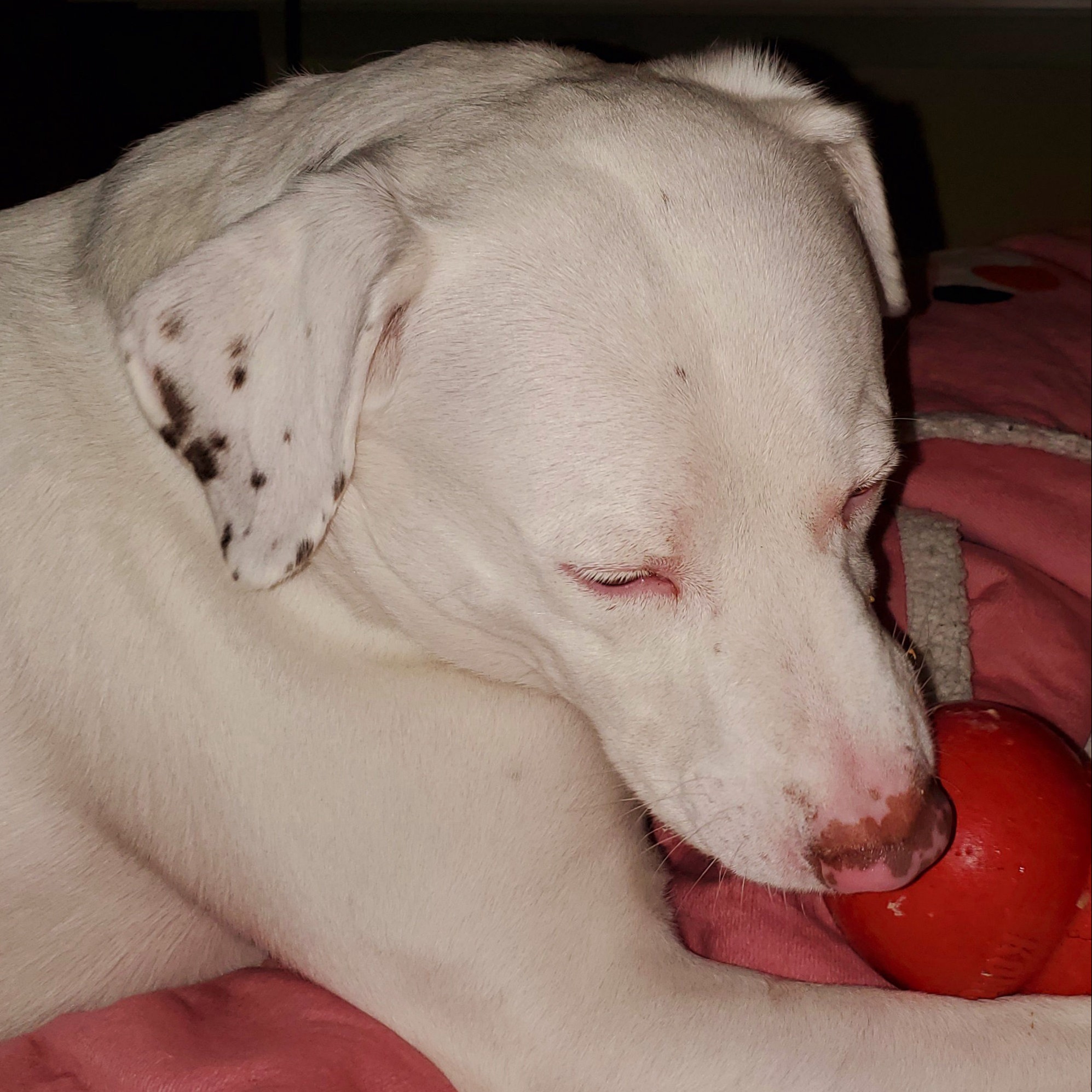 Max